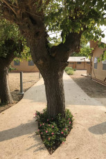 adriabella dune agriturismo glamping esterni strada gelsi 01 1200x1800